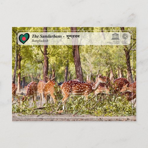 UNESCO WHS _ The Sundarbans Postcard