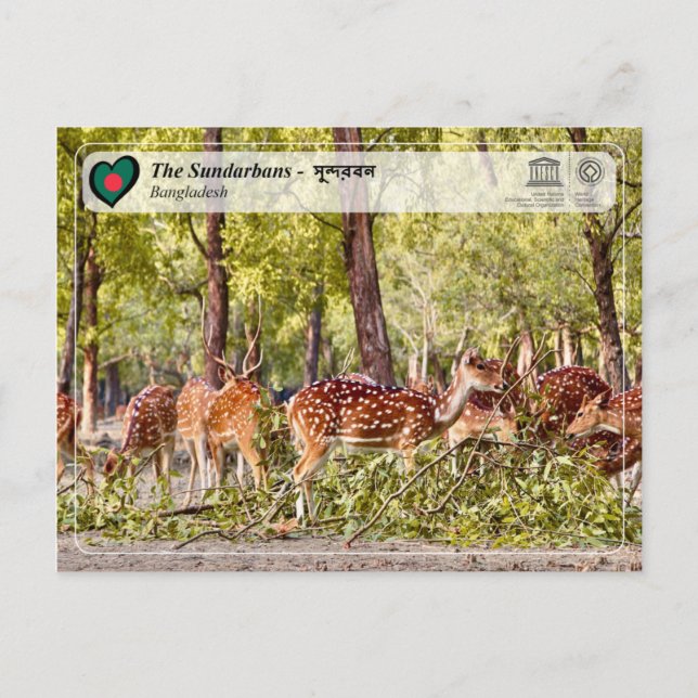 UNESCO WHS - The Sundarbans Postcard (Front)