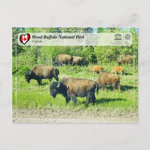 UNESCO WHS _ Wood Buffalo National Park Postcard