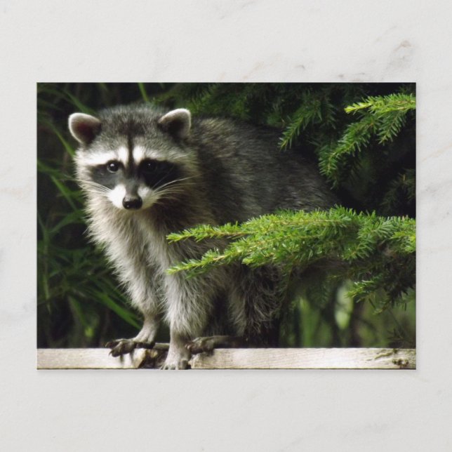 Unexpected Visitor, #3 Postcard (Front)