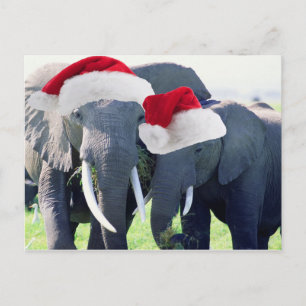 Unforgettable Elephant Christmas Holiday Postcard