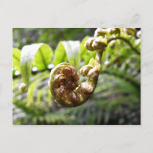 Unfurling Fern Frond Postcard