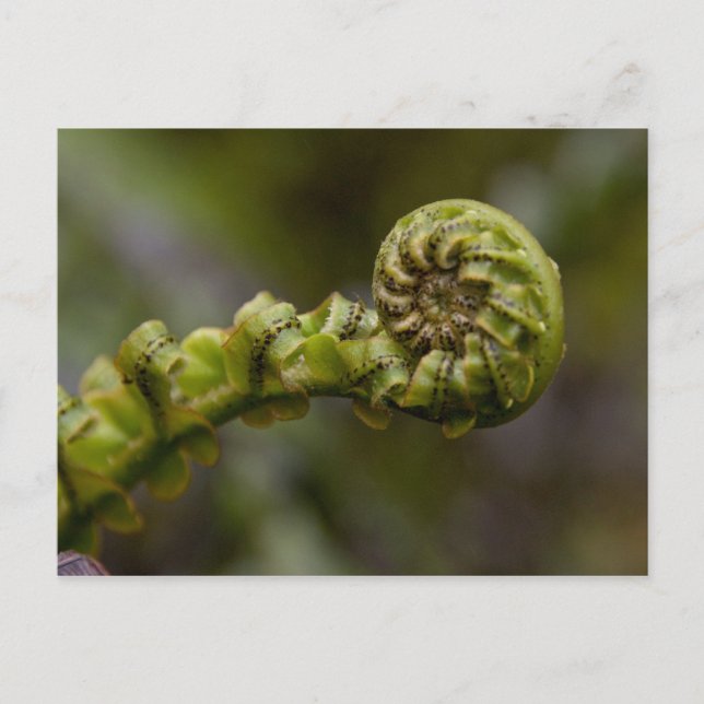 Unfurling Fern Frond Postcard (Front)