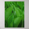 Hosta Leaves with Raindrops