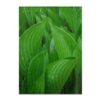 Unfurling Hosta Leaves with Raindrops Wall Art