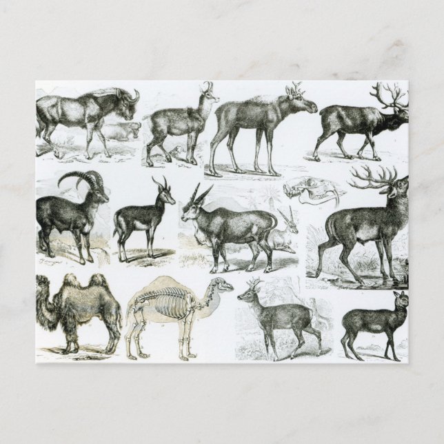 Ungalata or Hoofed Animals Postcard (Front)