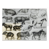 Ungulata or Hoofed Animals (Front Horizontal)