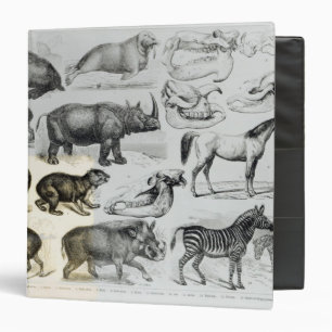 Ungulata or Hoofed Animals 3 Ring Binder