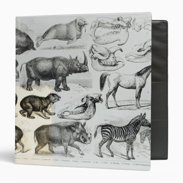 Ungulata or Hoofed Animals 3 Ring Binder (Front/Inside)