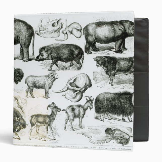 Ungulata or Hoofed Animals 3 Ring Binder (Front/Inside)
