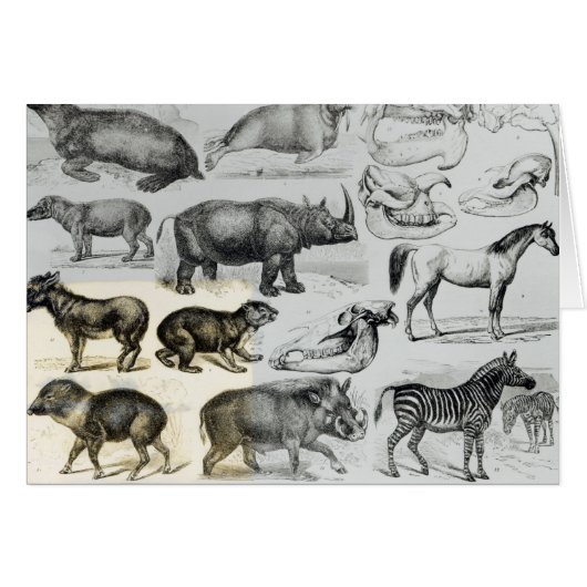 Ungulata or Hoofed Animals Cards (Front Horizontal)