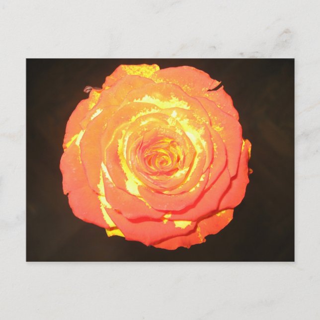 Unique - A Rose Like No Other - Subtle Love Postcard (Front)