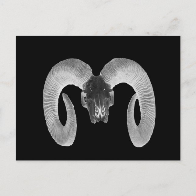 unique and handmade  goat skull postcard (Front)