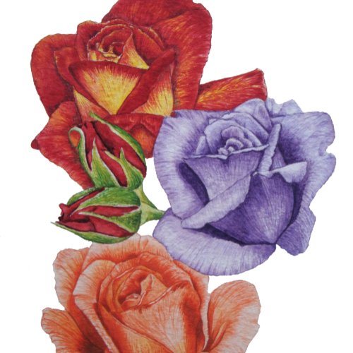 unique big and bold colorful rose flowers floral beach towel
