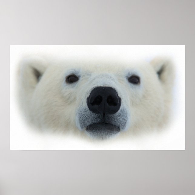 Unique Chic Polar Bear Artwork Poster Print (Front)