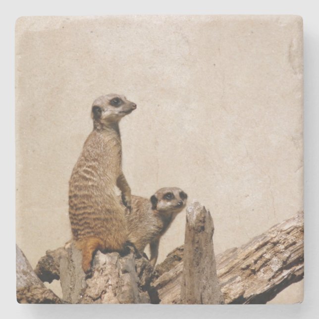 Unique Meerkat Coaster (Front)