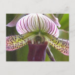 Unique Orchid Postcard