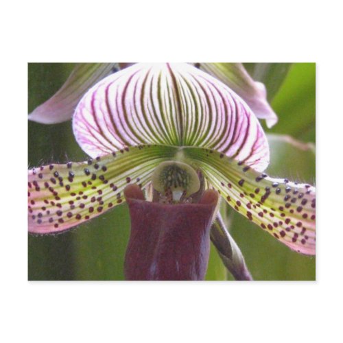 Unique Orchid Postcard