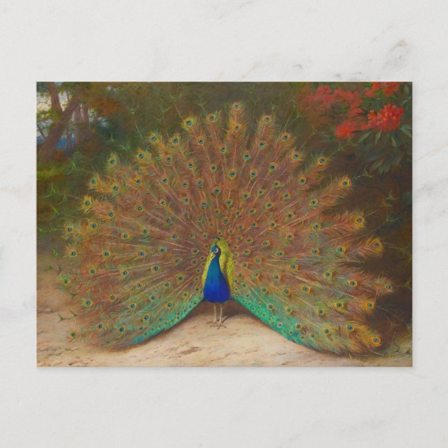 Unique Peacock Postcard (Front)