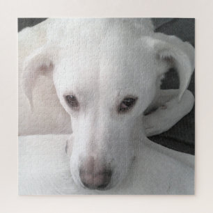 Unique Photo of White Labrador Retriever Mix Dog Jigsaw Puzzle