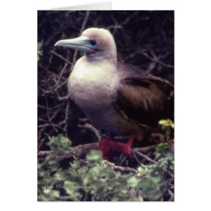 Unique Red-Footed Bird Cards