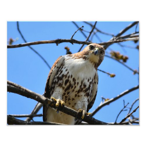 Unique Red_tailed Hawk Photograph