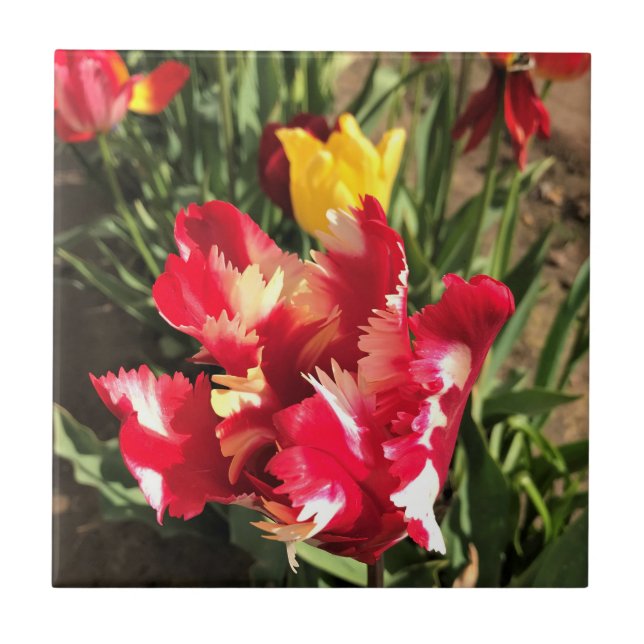 Unique Red & White Tulip Ceramic Tile (Front)