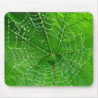 Unique Spiders Web Photo Designed Computer