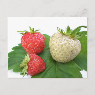 unique strawberry postcard
