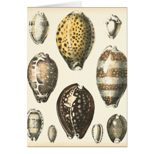 Uniquely Shaped Seashells Cards (Front)