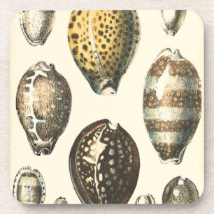 Uniquely Shaped Seashells Drink Coaster