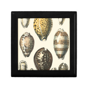 Uniquely Shaped Seashells Gift Box