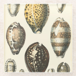 Uniquely Shaped Seashells Glass Coaster