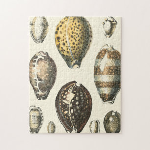 Uniquely Shaped Seashells Jigsaw Puzzle