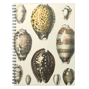 Uniquely Shaped Seashells Notebook