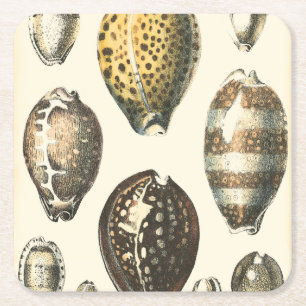 Uniquely Shaped Seashells Square Paper Coaster