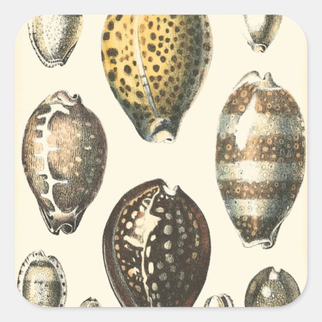 Uniquely Shaped Seashells Square Sticker (Front)