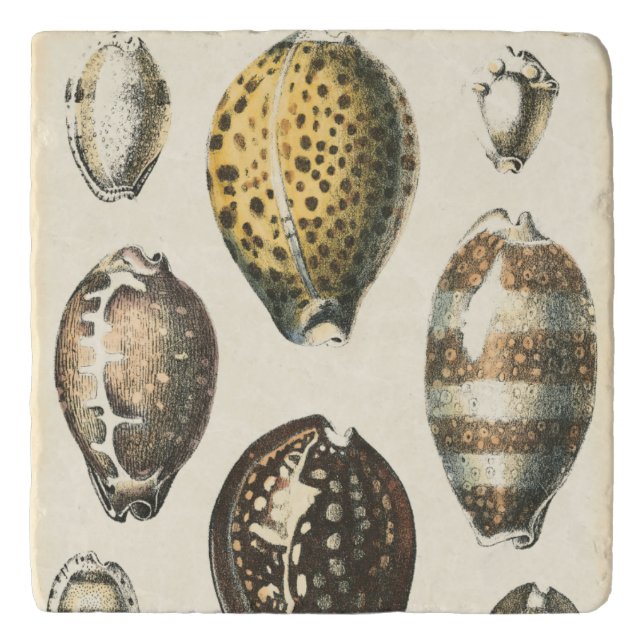Uniquely Shaped Seashells Trivet (Front)
