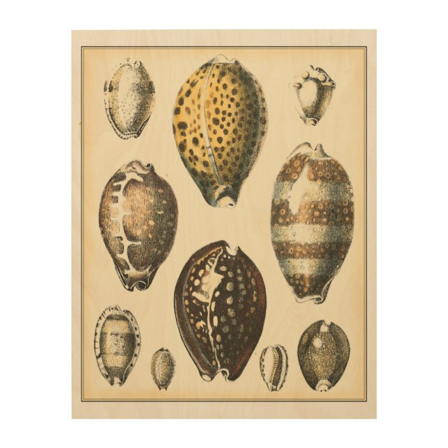 Uniquely Shaped Seashells Wood Wall Decor (Front)