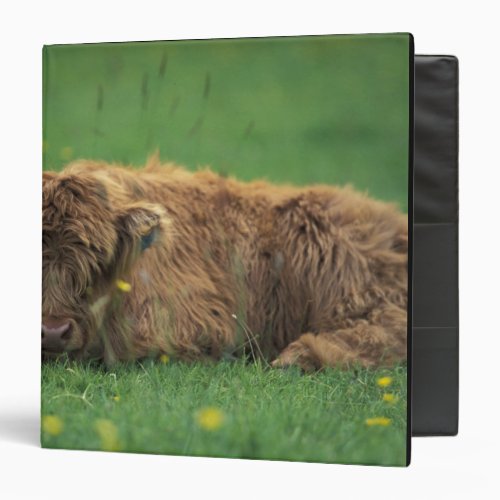 United Kingdom Scotland Highland calf Binder