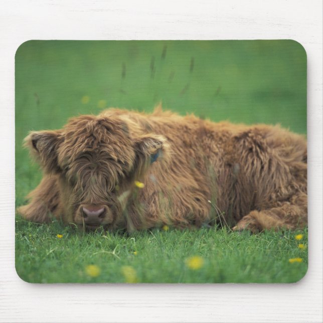 United Kingdom, Scotland. Highland calf Mouse Pad (Front)