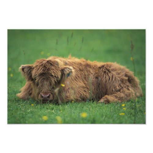 United Kingdom Scotland Highland calf Photo Print
