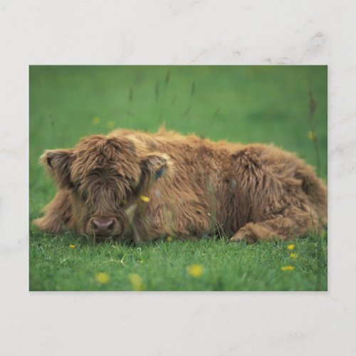 United Kingdom Scotland Highland calf Postcard