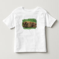 United Kingdom, Scotland. Highland calf
