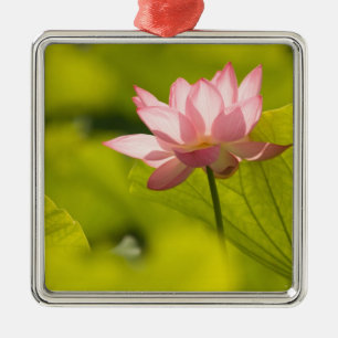 United States, DC, Washington, Kenilworth 2 Metal Ornament