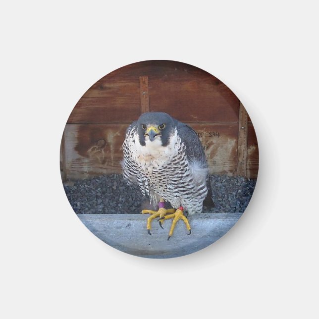 Unity Magnet (Front)