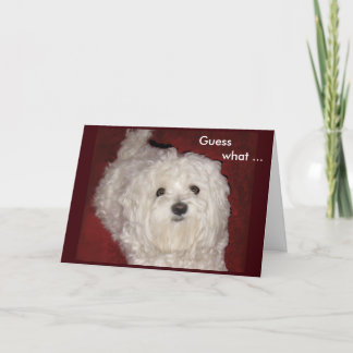 Universal Maltese Greeting Card for Birthdays