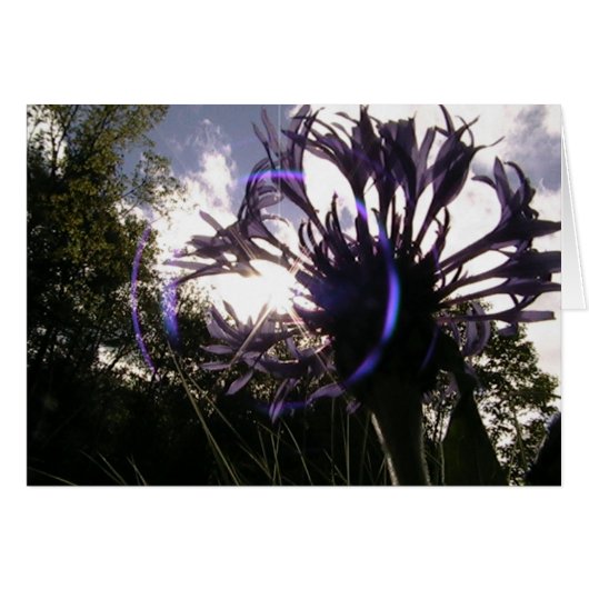 universal sun cards (Front Horizontal)