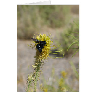 Unknown flower and insect, Death Valley