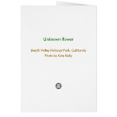 Unknown flower, Death Valley (Back)